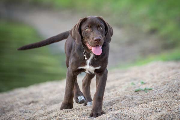 When do Labrador Retrievers Stop Growing