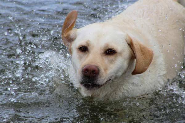 Why Do Labs Have Webbed Feet