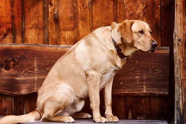 are labrador retrievers hypoallergenic