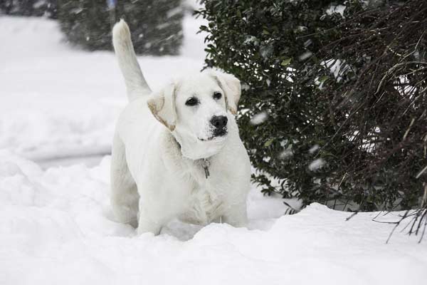 how cold can labs tolerate