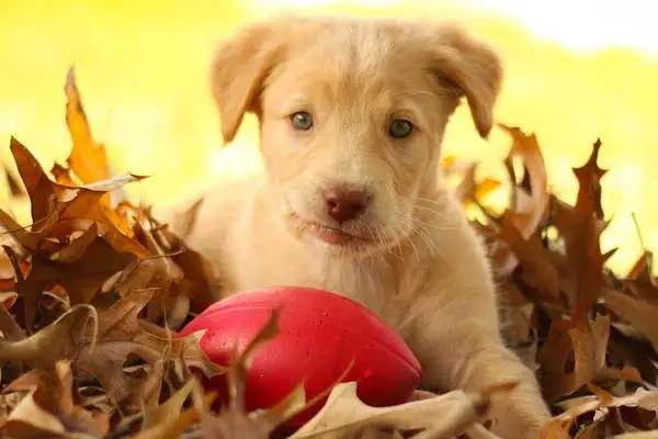 12 best chew toys for lab puppies